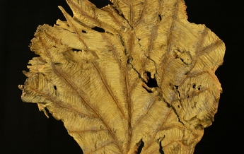 Scultura i legno (retro)